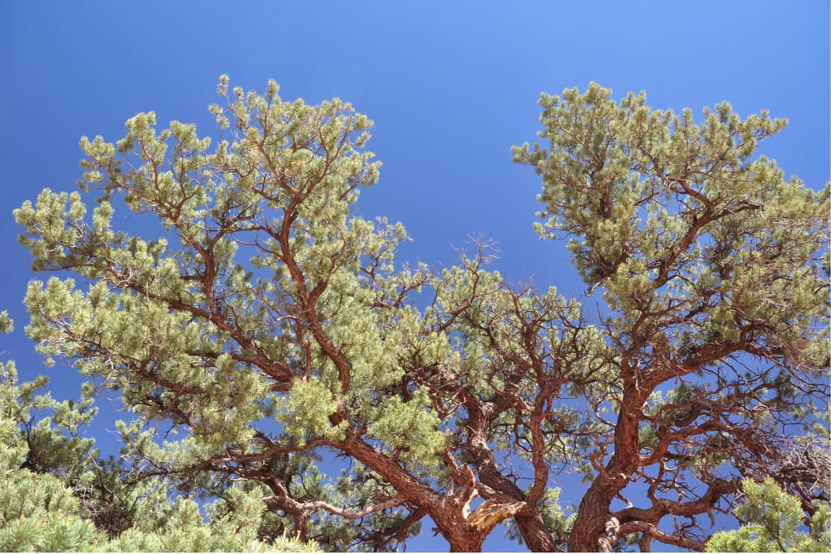 Image of a pinyon tree in the U.S. southwest.