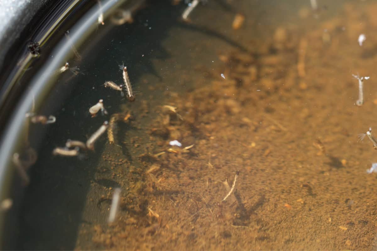 Image of mosquito larvae in standing water.