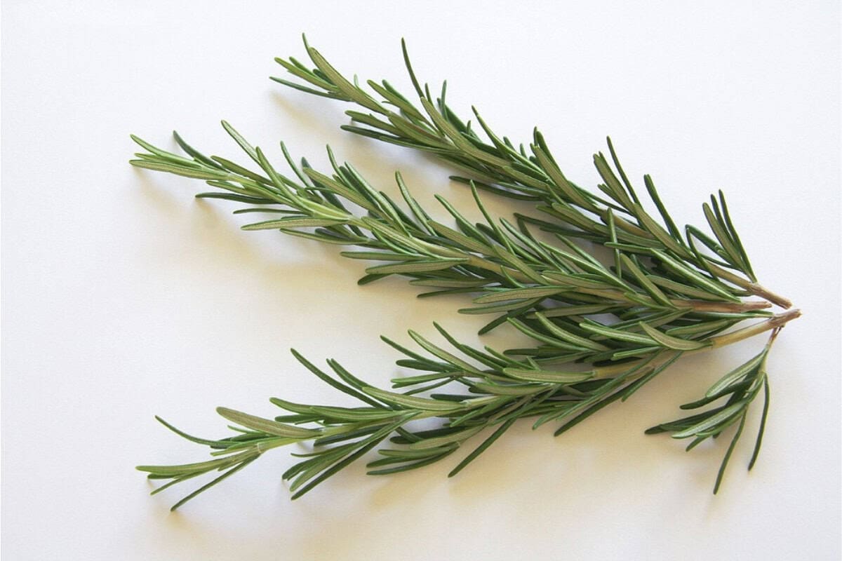 Image of a sprig of rosemary, a common solution for repelling mosquitoes when burned in a fire pit.