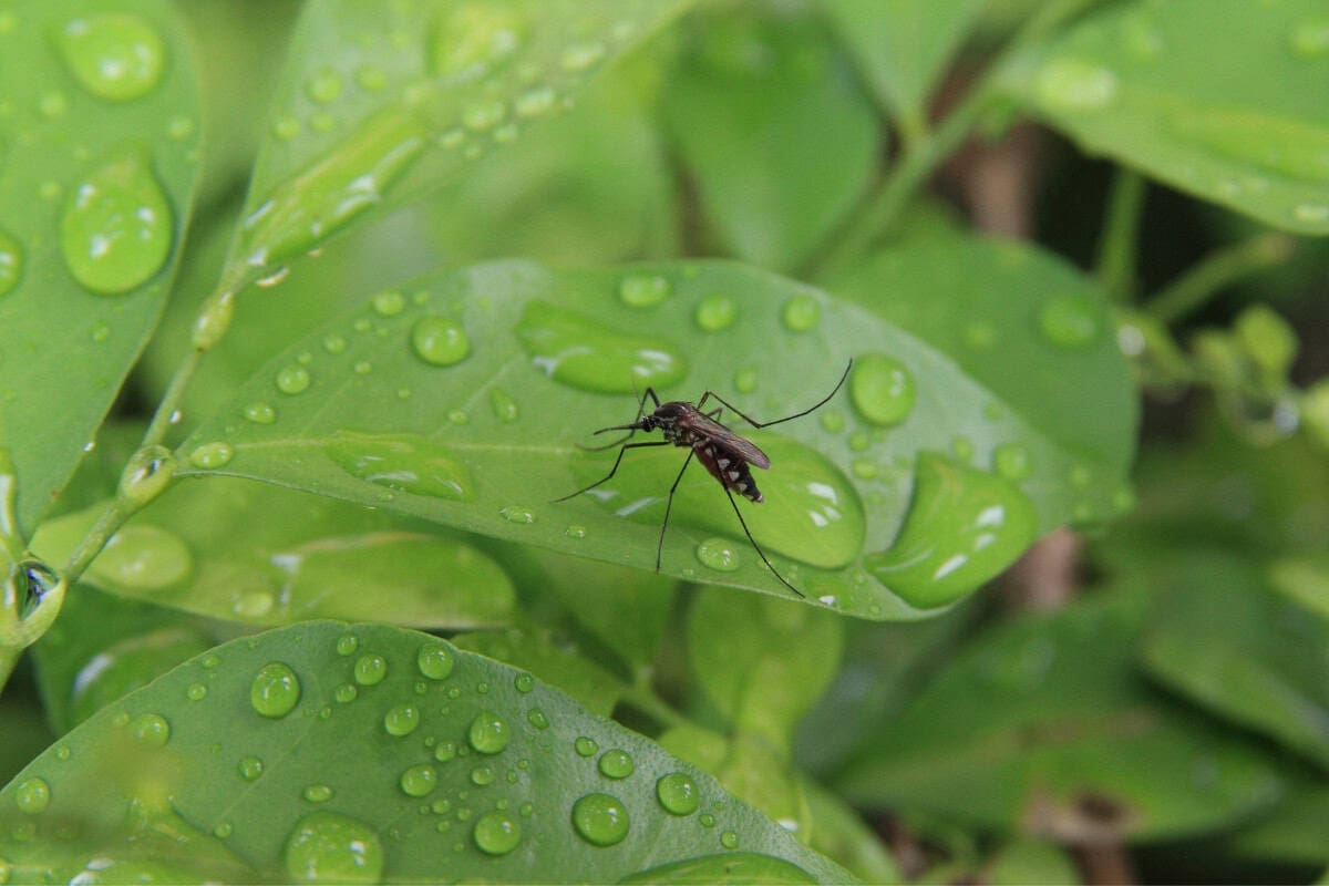Image of a mosquito on a leaf after a rain shower.