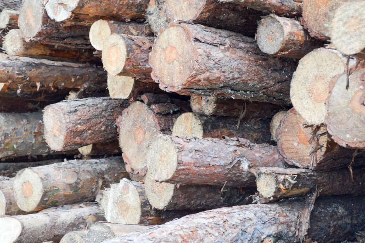 Image of stacked pine logs for a blog post covering the best low smoke firewood.