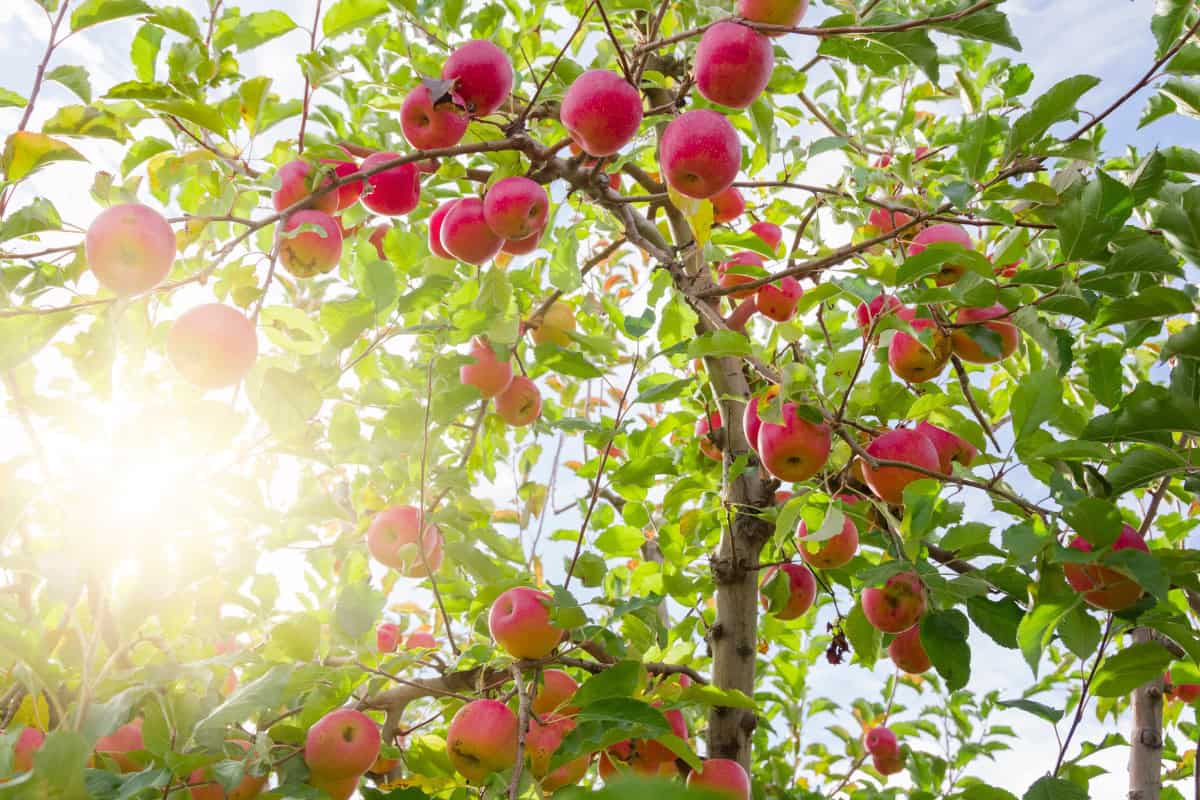 Image of the branches of an apple tree with the sun in the background for an apple firewood profile.