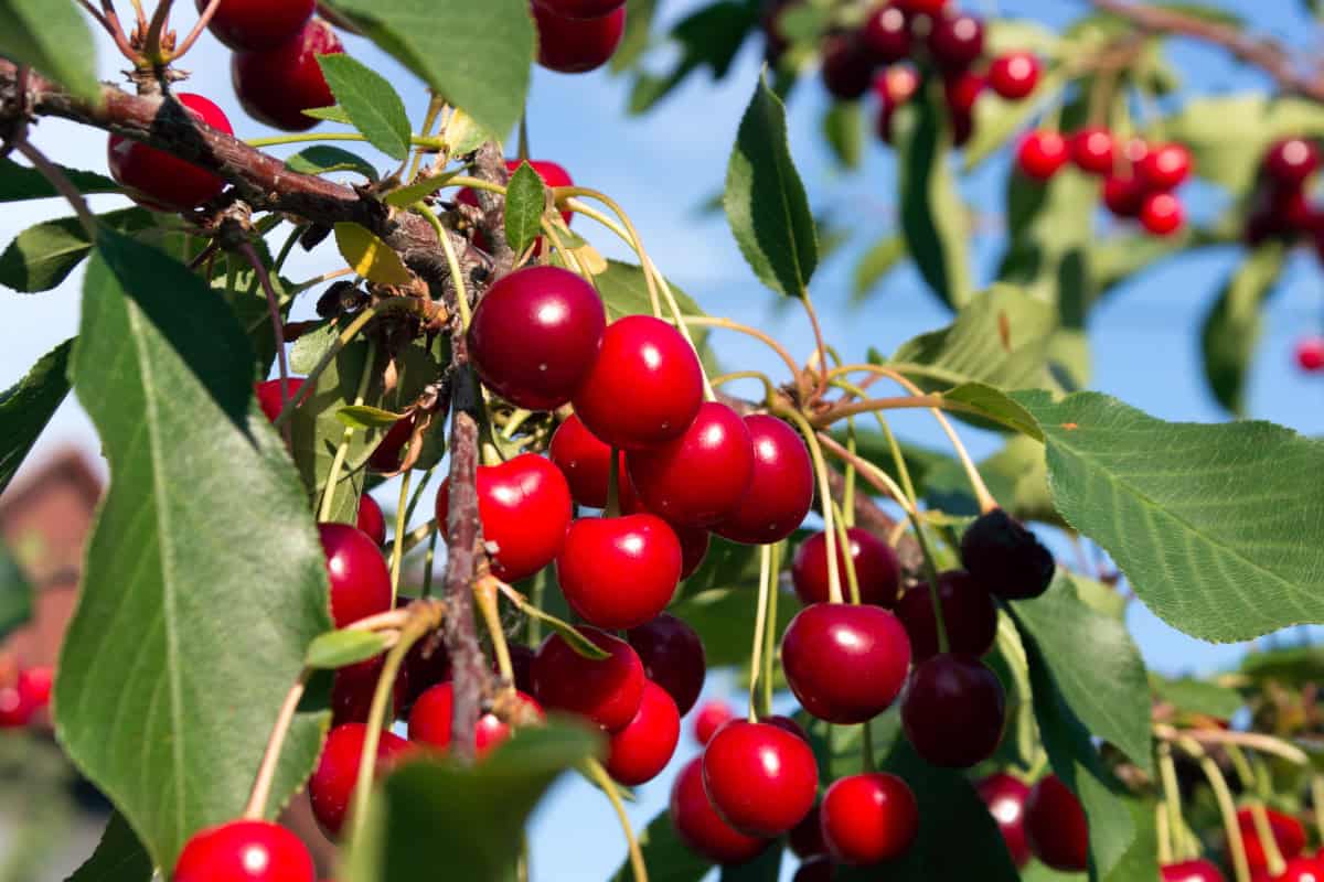 Ripe red cherries on cherry tree branch with green leaves and blue sky background.