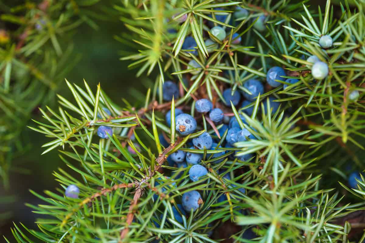 Image of juniper branches and needles for a Juniper firewood profile. of a ju