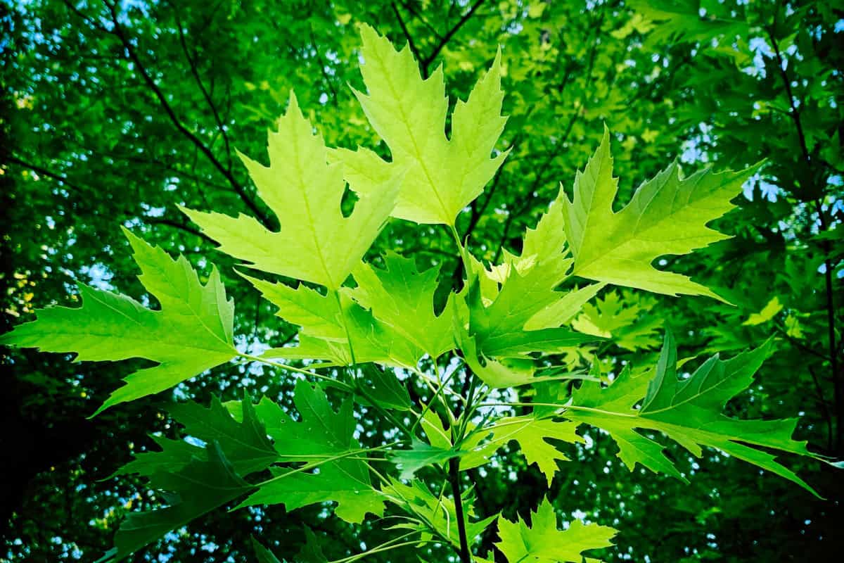 Image of the branches and leaves of a silver maple tree for a Silver Maple firewood profile.
