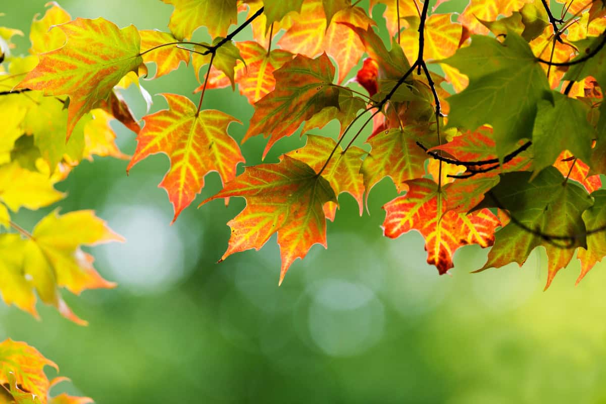 Image of the branches and leaves of a sugar maple tree for a Sugar Maple firewood profile.