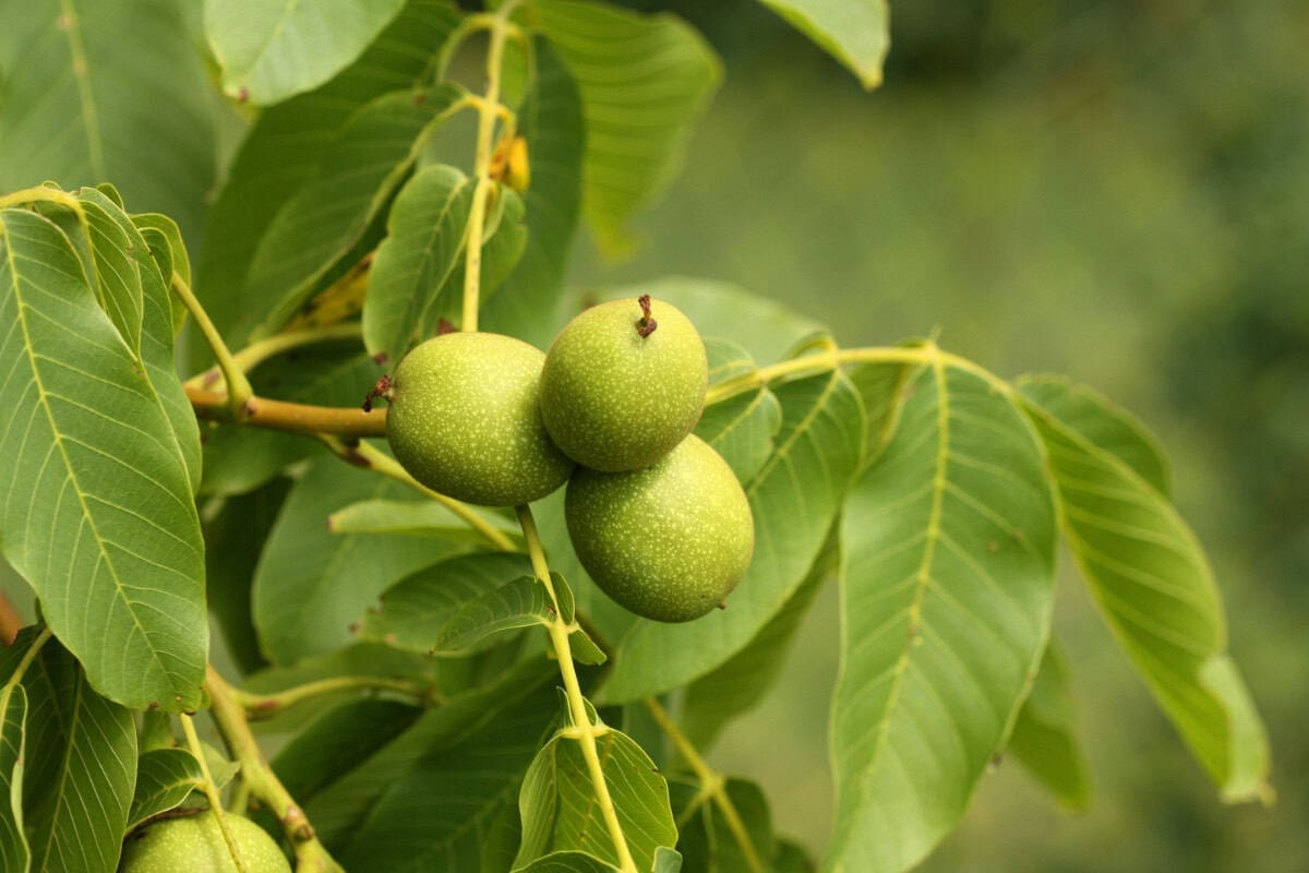 Image of the branches of a walnut tree for a Walnut firewood profile.