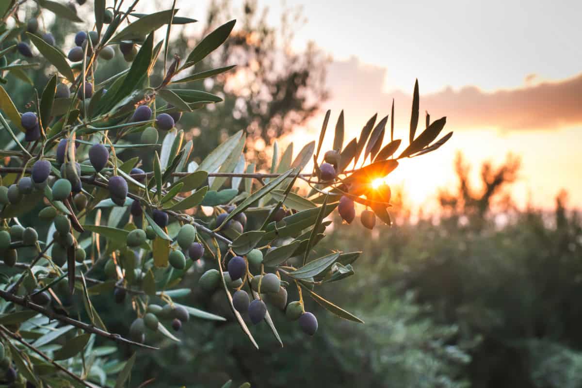 Image of an olive tree branch and fruit for a olive firewood profile.